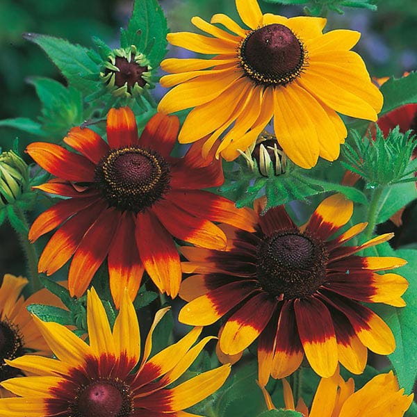 Rudbeckia Gloriosa Daisies Seeds