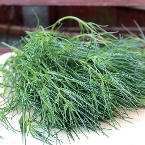 Agretti (Saltwort) Seeds