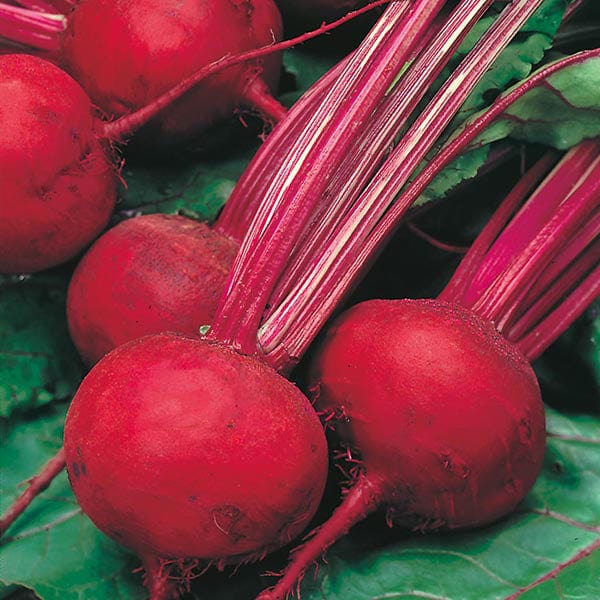 275 Seeds Beetroot Boltardy