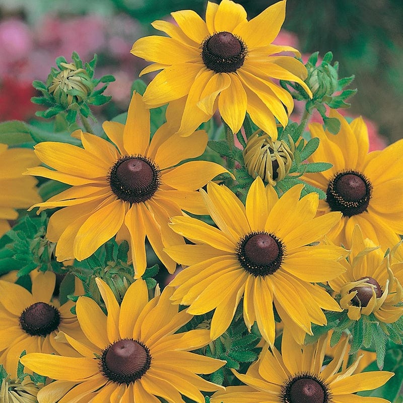 Rudbeckia Marmalade Seeds