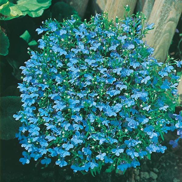 Lobelia Cambridge Blue Seeds