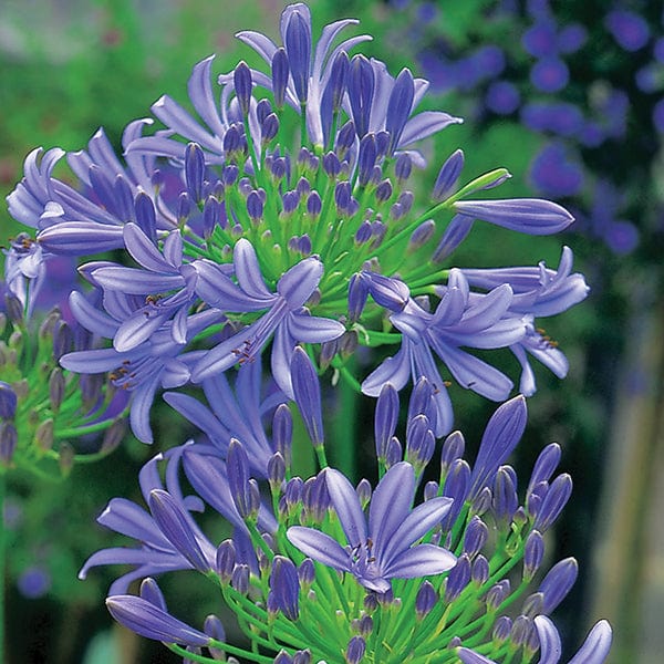 Agapanthus Headbourne Hybrids Seeds