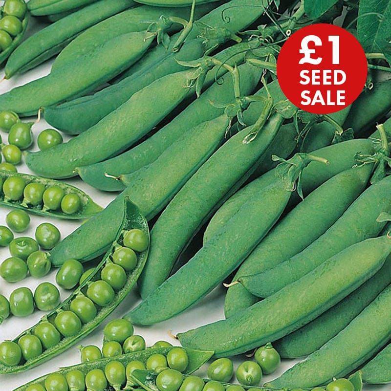 Pea Hurst Green Shaft Seeds