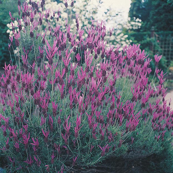 Lavender French Lavender