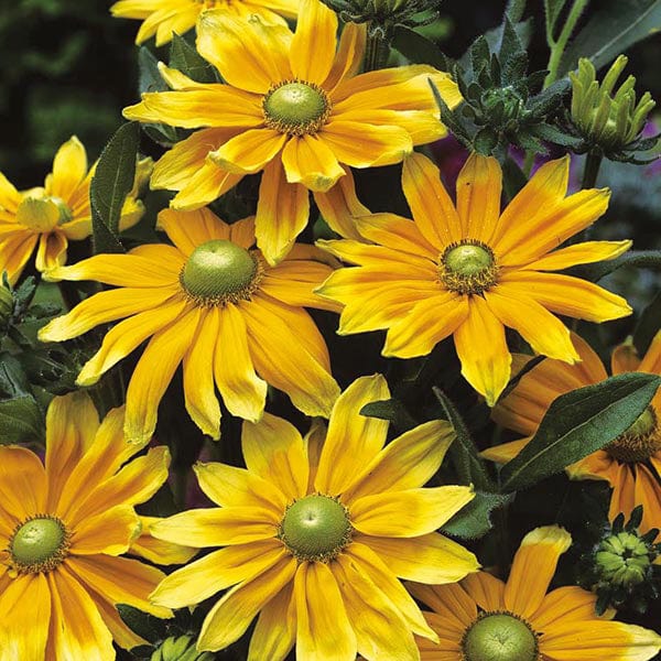 Rudbeckia Prairie Sun Seeds