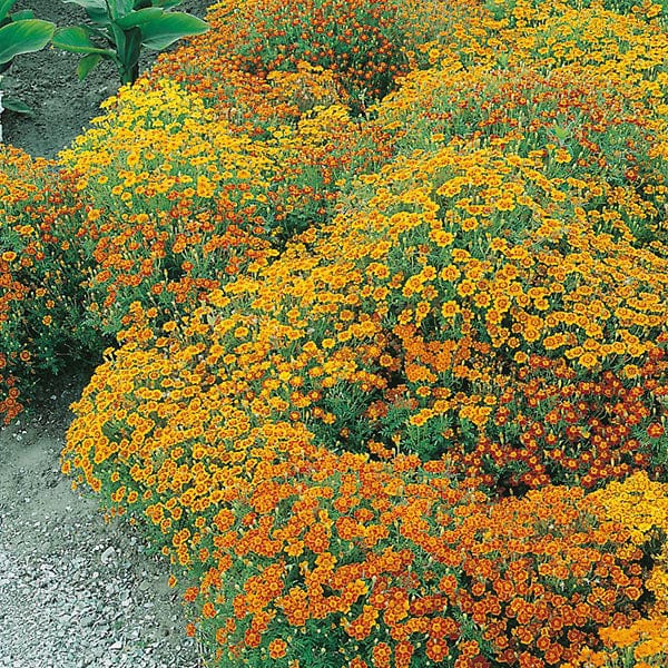 Tagetes Starfire Mixed Seeds