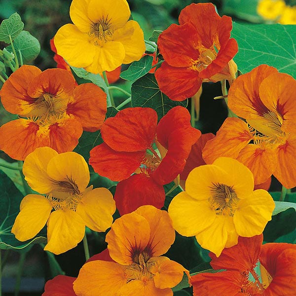 Nasturtium Tom Thumb Seeds