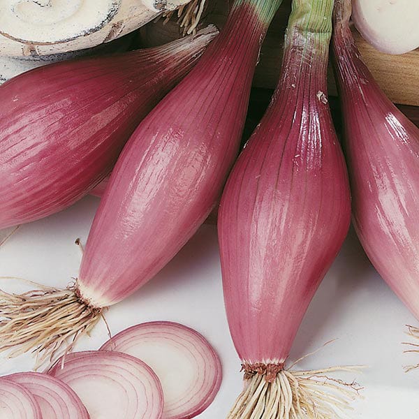 Onion (Spring) Rossa lunga di Firenze Seeds