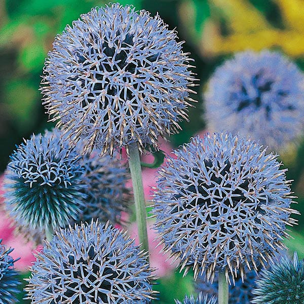 Globe Thistle Seeds