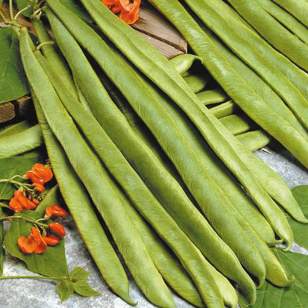 Runner Bean Streamline Seeds