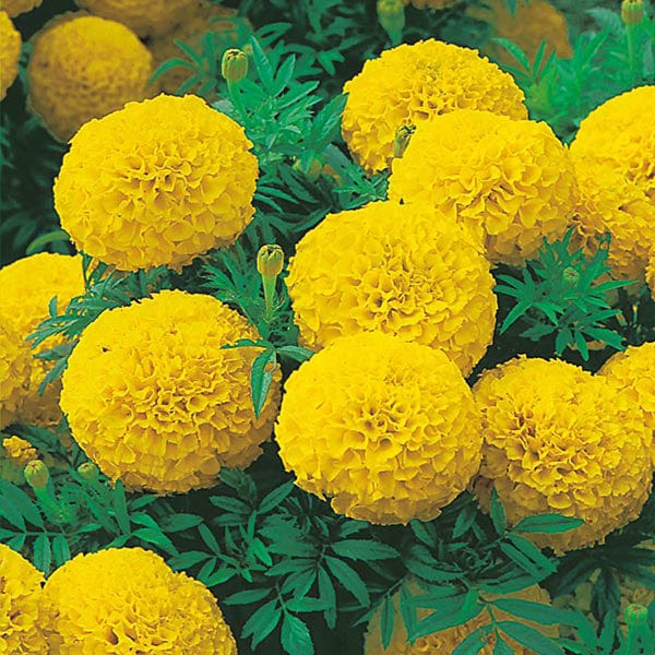 Marigold (African) Sunspot Series Yellow Seeds