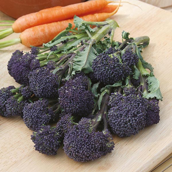 Broccoli (Sprouting) Summer Purple Seeds