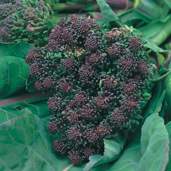 Broccoli (Sprouting) Rudolph Seeds