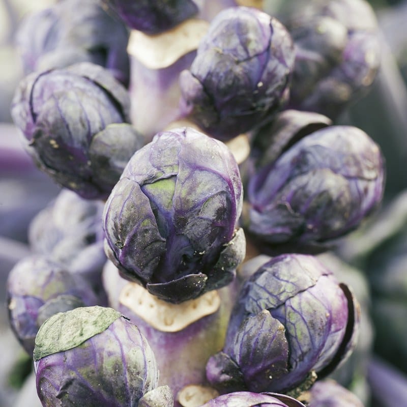 Brussels Sprout Rubine Seeds