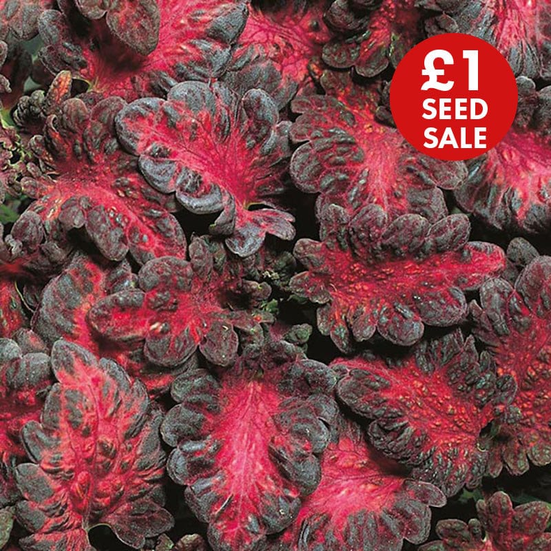 Coleus Black Dragon Seeds