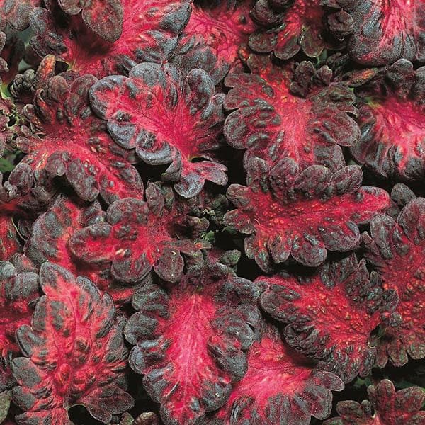 Coleus Black Dragon Seeds