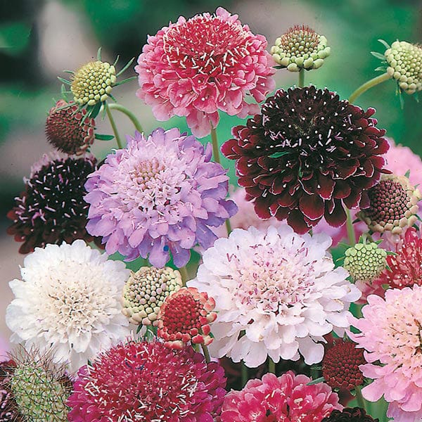 Scabious Tall Double Mixed Seeds