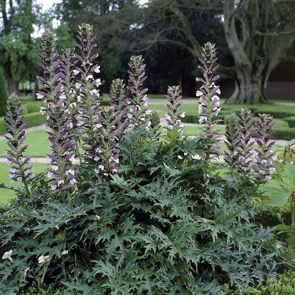 Acanthus mollis Seeds