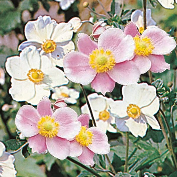 Anemone japonica Mixed