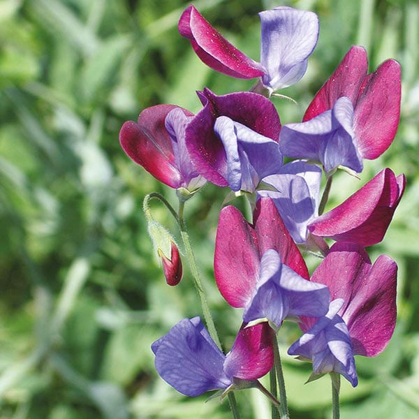 Sweet Pea Cupani Seeds