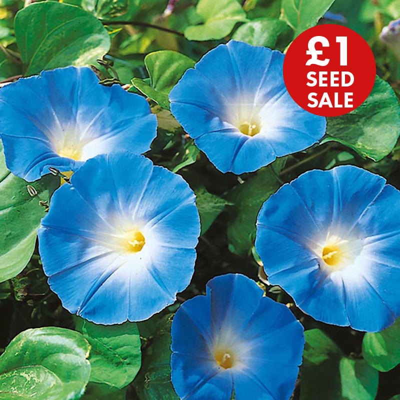 Morning Glory Heavenly Blue Seeds