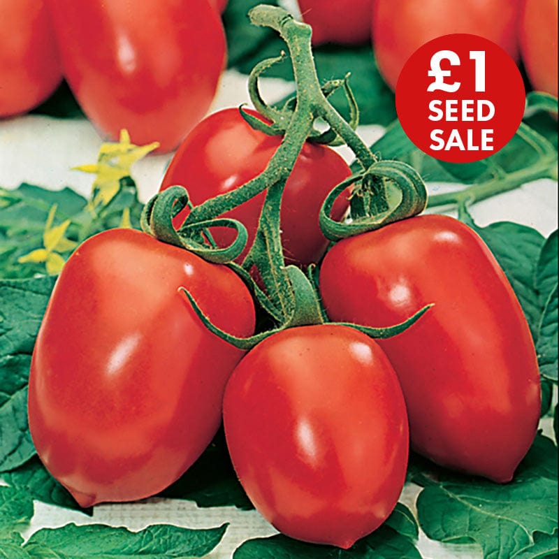 Tomato (Plum) Roma VF Seeds