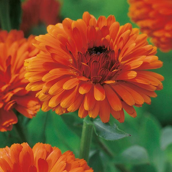 Calendula Indian Prince