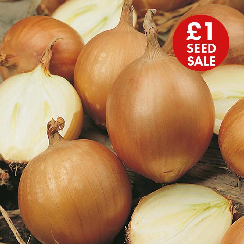 Onion Bonus F1 Seeds