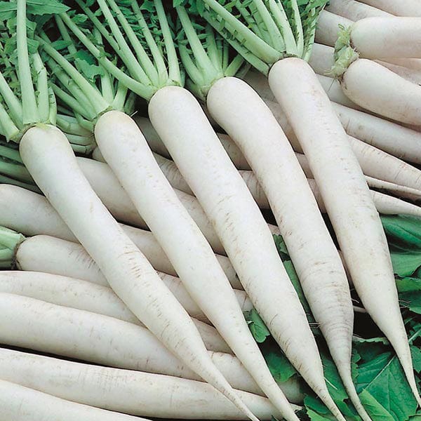 Radish Mooli Mino Early Seeds