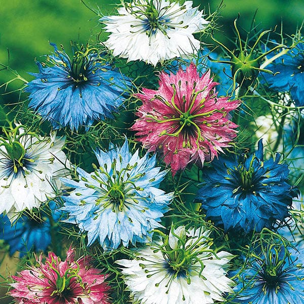 Nigella Persian Jewels Seeds