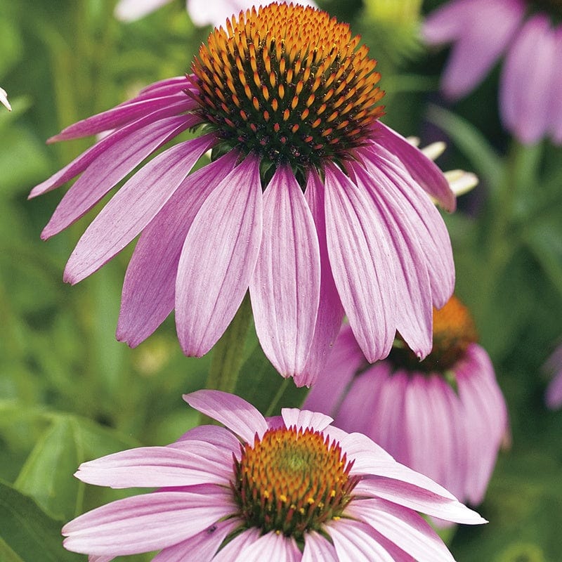 Echinacea Large Flowered Purple Coneflower Seeds