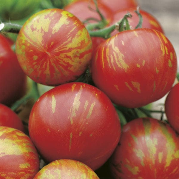 Tomato (Standard) Tigerella Seeds