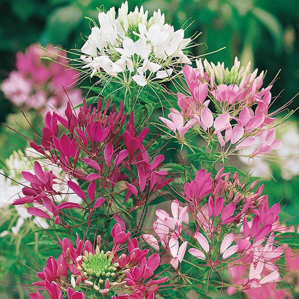 Cleome Colour Fountain Seeds