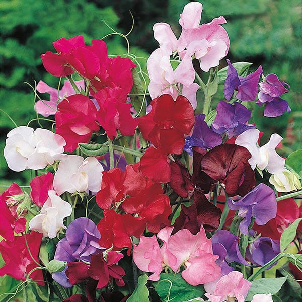 Sweet Pea Bouquet Mixed Seeds