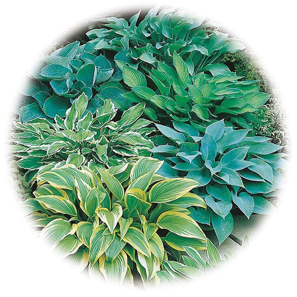 Hosta Mixed Species & Colours Seeds