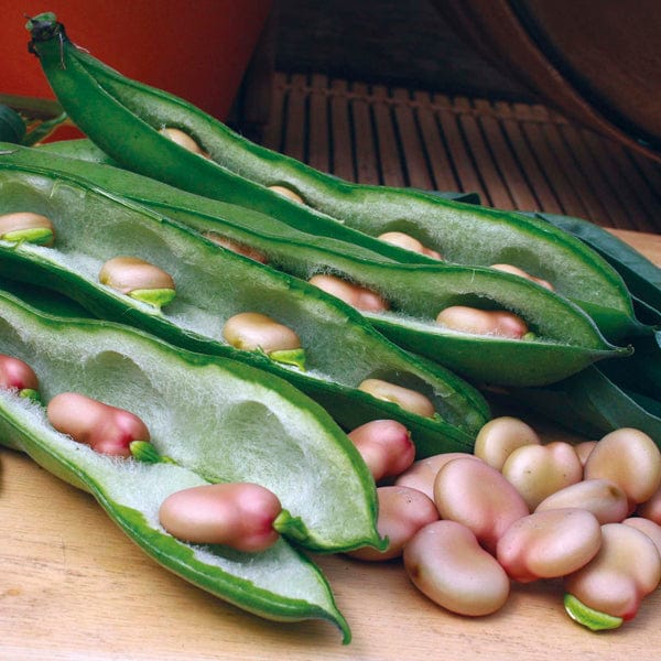 Broad Bean Karmazyn Seeds