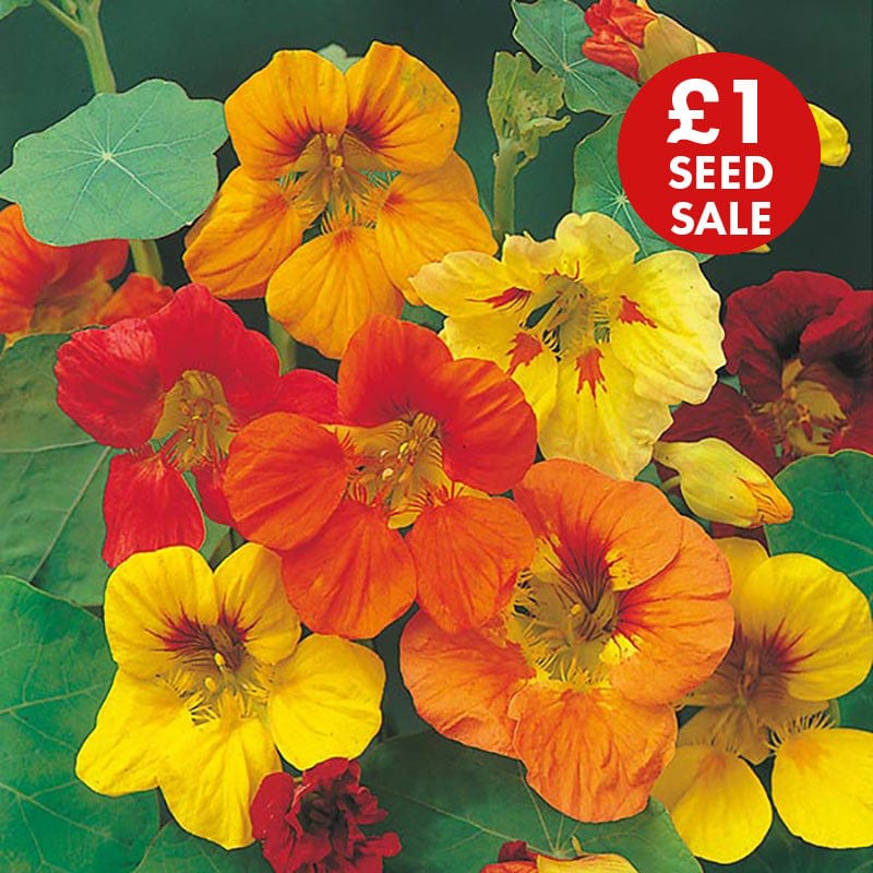 Nasturtium Trailing Mixed Seeds