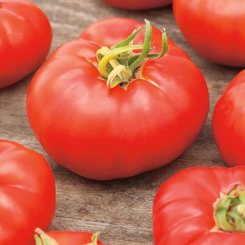 3 x 9cm Potted Plants (LATE) Tomato Marmande (Beefsteak) Veg Plants