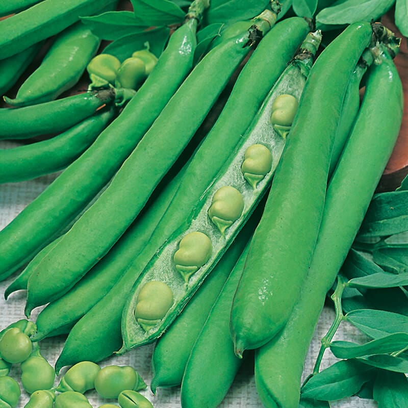 10 Young Plants (EARLY) Broad Bean Masterpiece Green Longpod Vegetable Plants