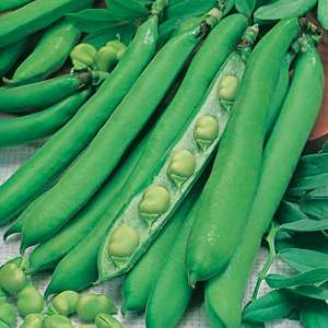 Green peas in pods on a white background