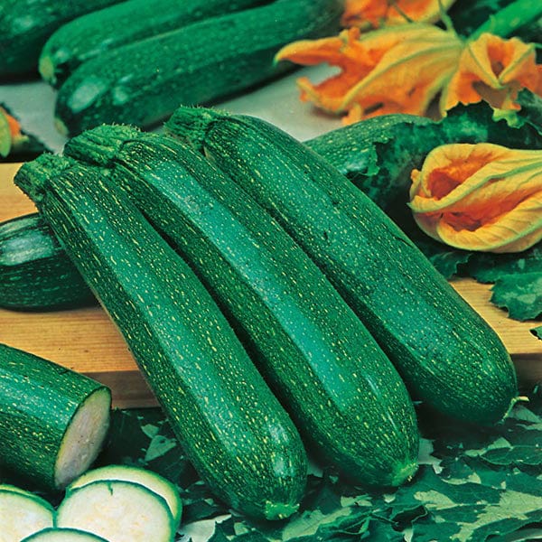 Courgette All Green Bush Seeds
