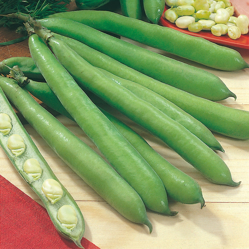 Broad Bean Aguadulce Seeds