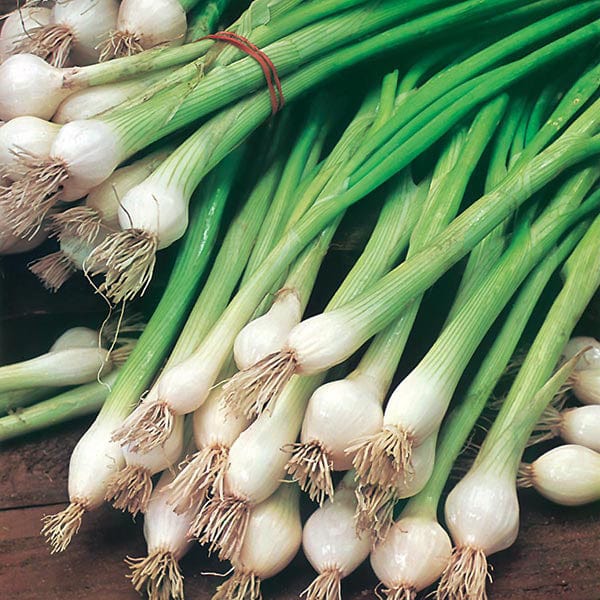 Onion (Spring) White Lisbon Seeds