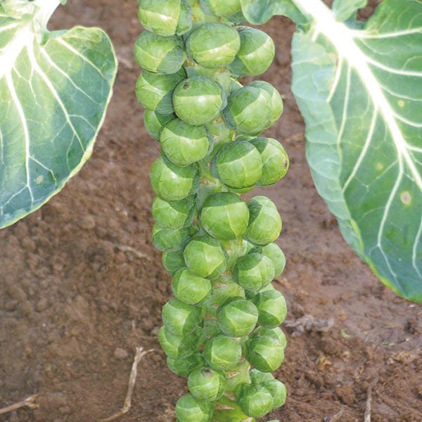 Brussels Sprout Doric F1 (Organic) Seeds
