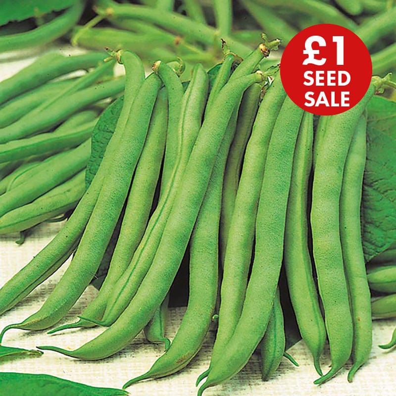 Dwarf Bean Tendergreen Seeds