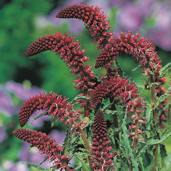 Lysimachia Beaujolais Seeds