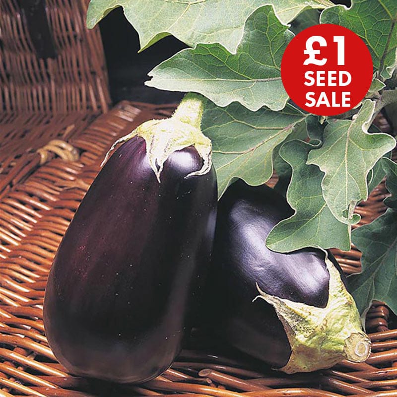 Aubergine Moneymaker Vegetable Plants