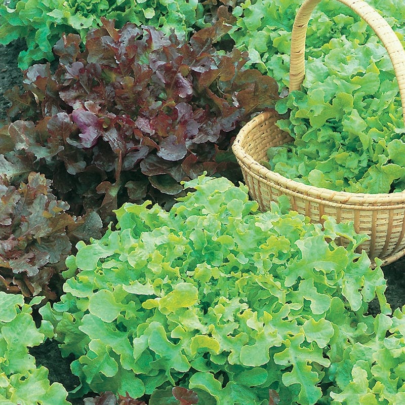 Lettuce Salad Bowl Red and Green Seeds