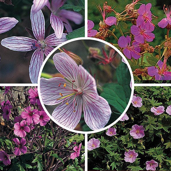 Geranium Seed Mixture - Hardy