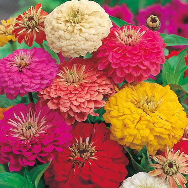 Zinnia Early Wonder Mixed Seeds